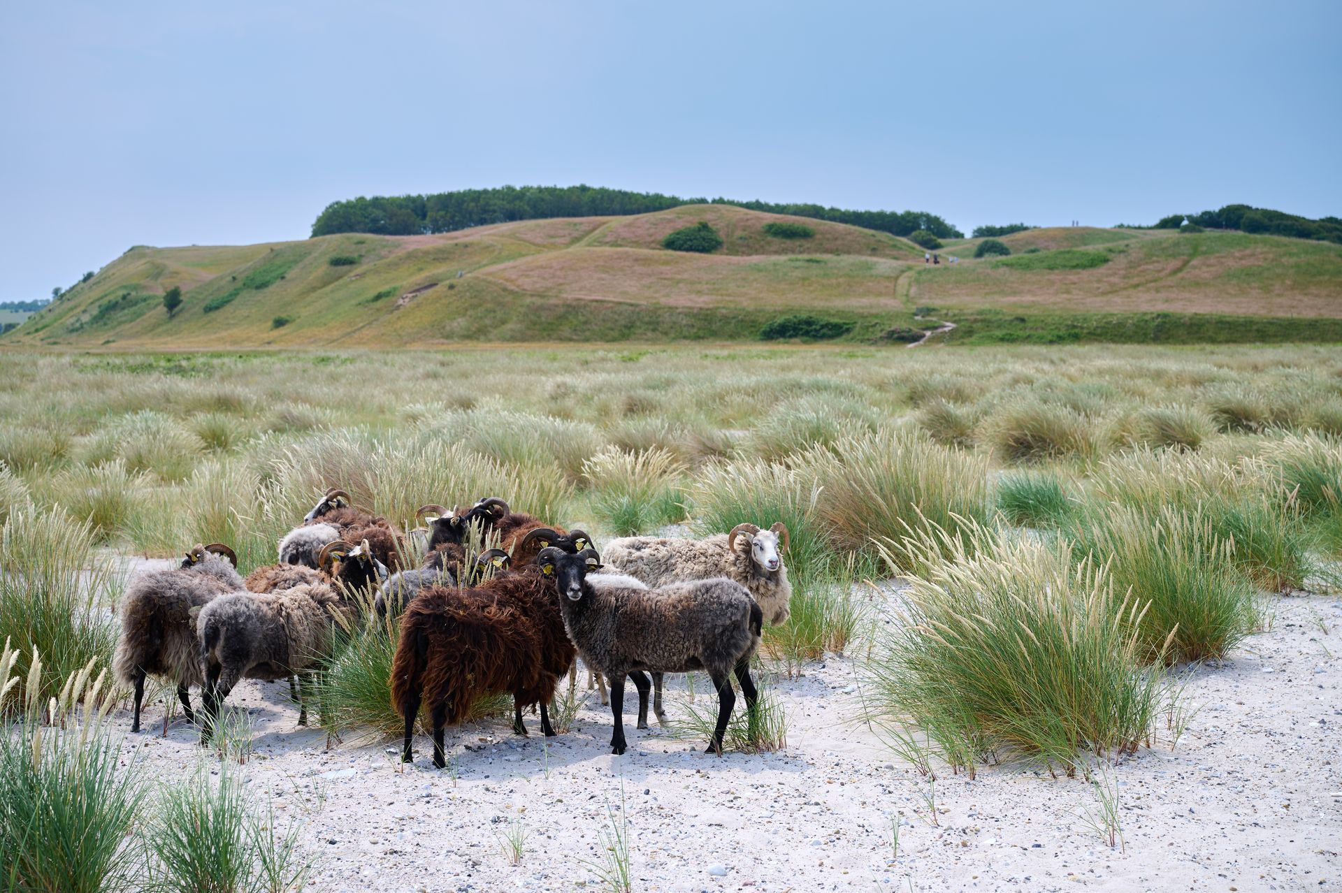 Weiße und braune Schafe der Rasse "Guteschaf" an der Nordspitze Issehoved der dänischen Ostsee Insel Samsø im Sommer