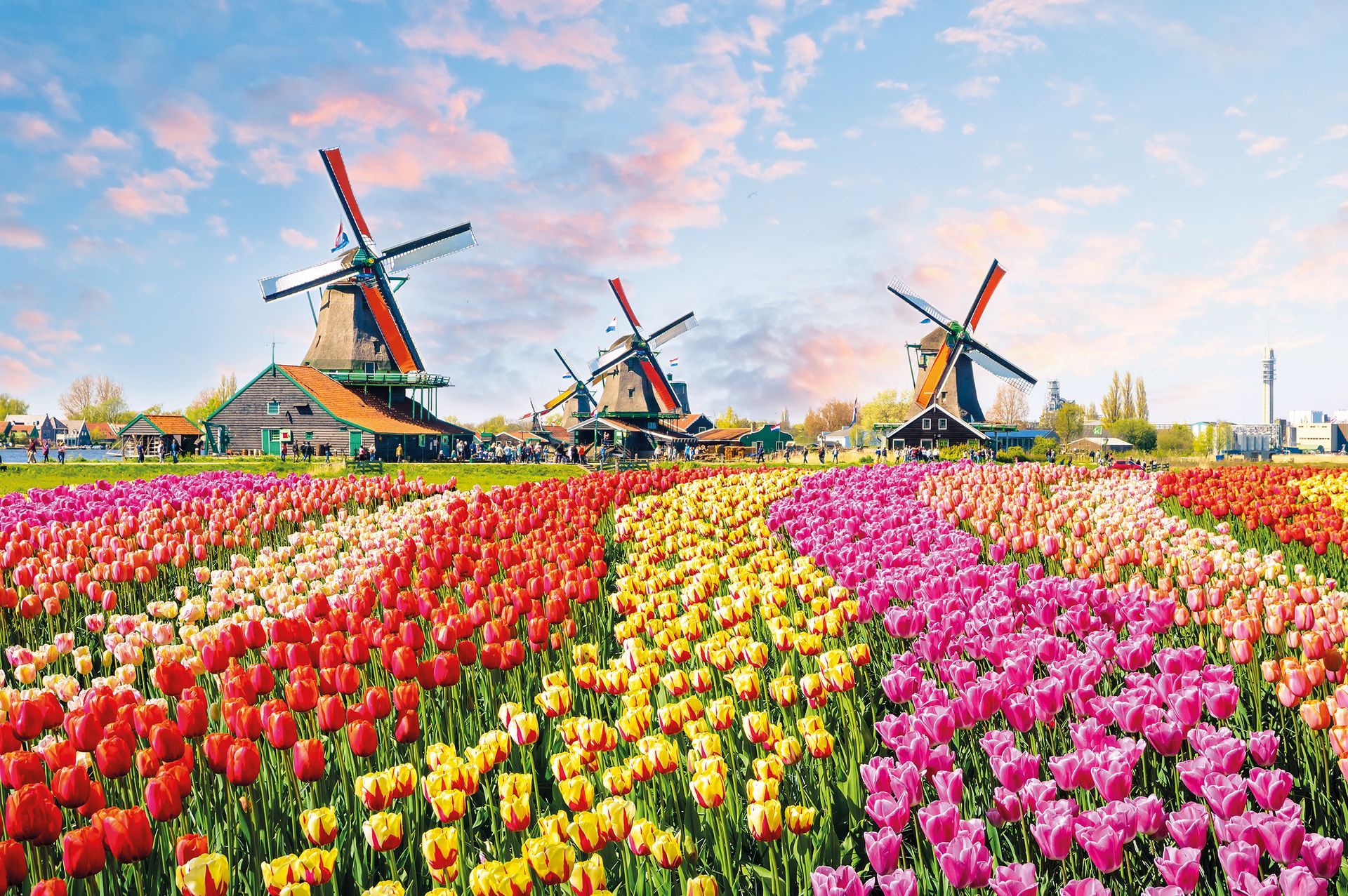 Landscape with tulips, traditional dutch windmills and houses near the canal in Zaanse Schans, Netherlands, Europe