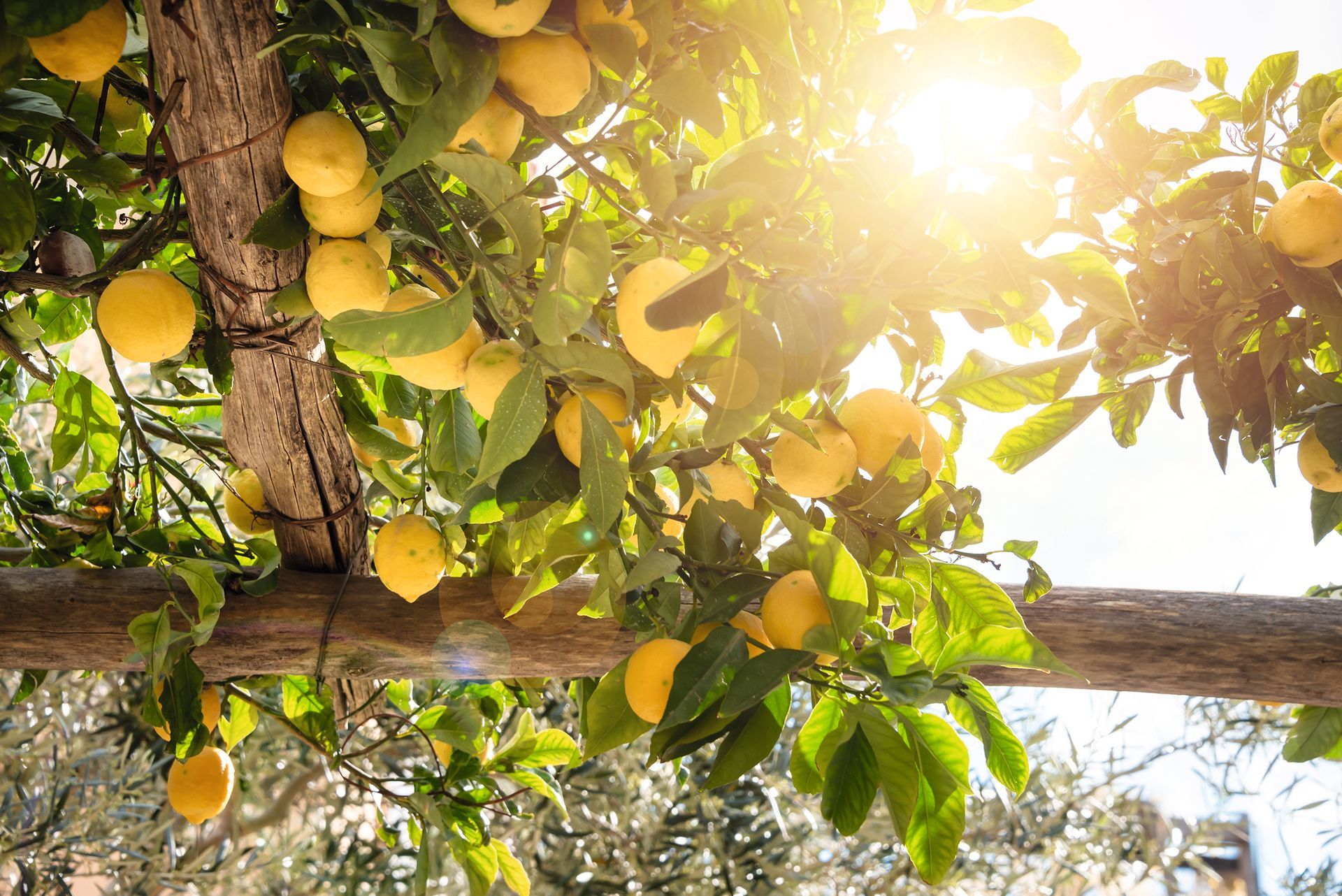 Lemons growing in a garden on Amalfi coast in Italy