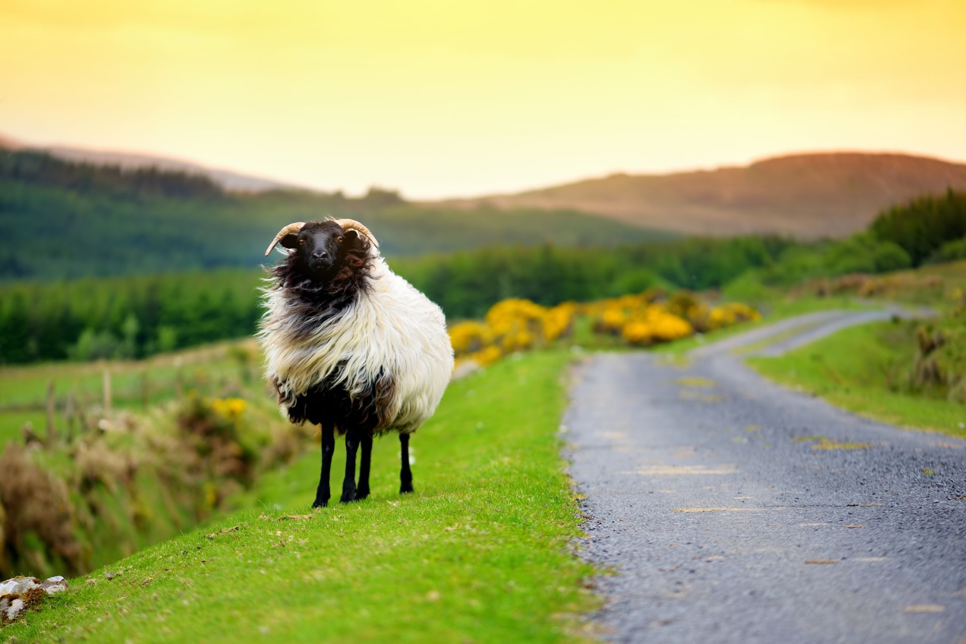 Sheep marked with colorful dye grazing in green pastures of Ireland