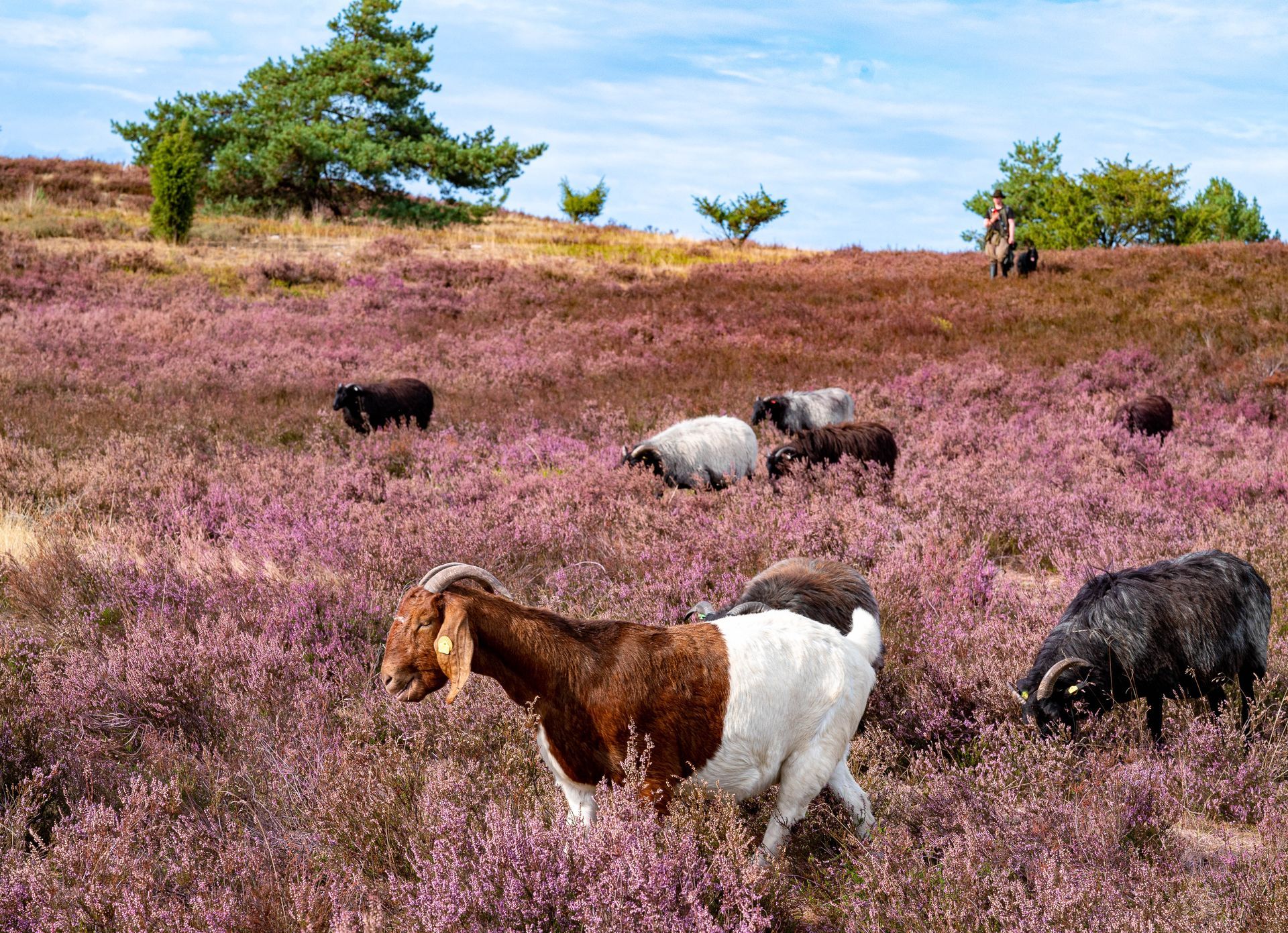 Lüneburger Heide