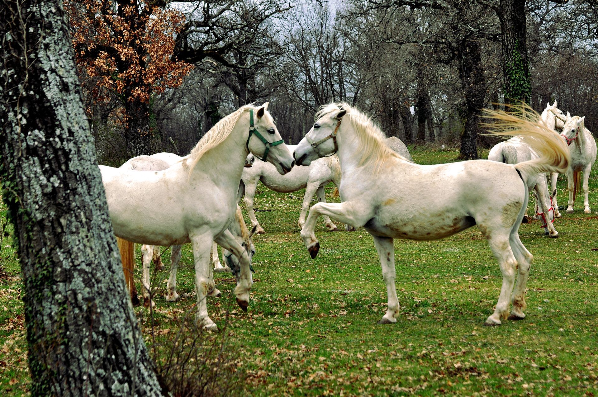 Horses in Lipica - Slovenia