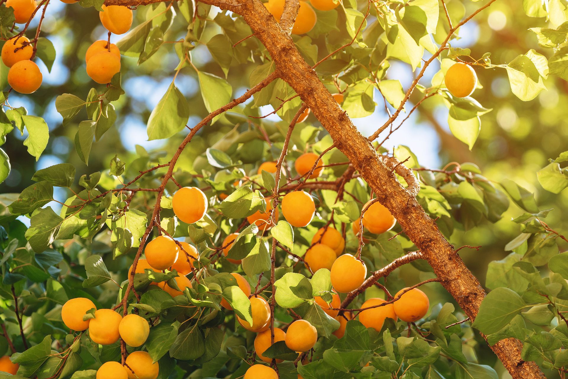 Apricot tree with plenty of ripe fruit on the branches, selective focus