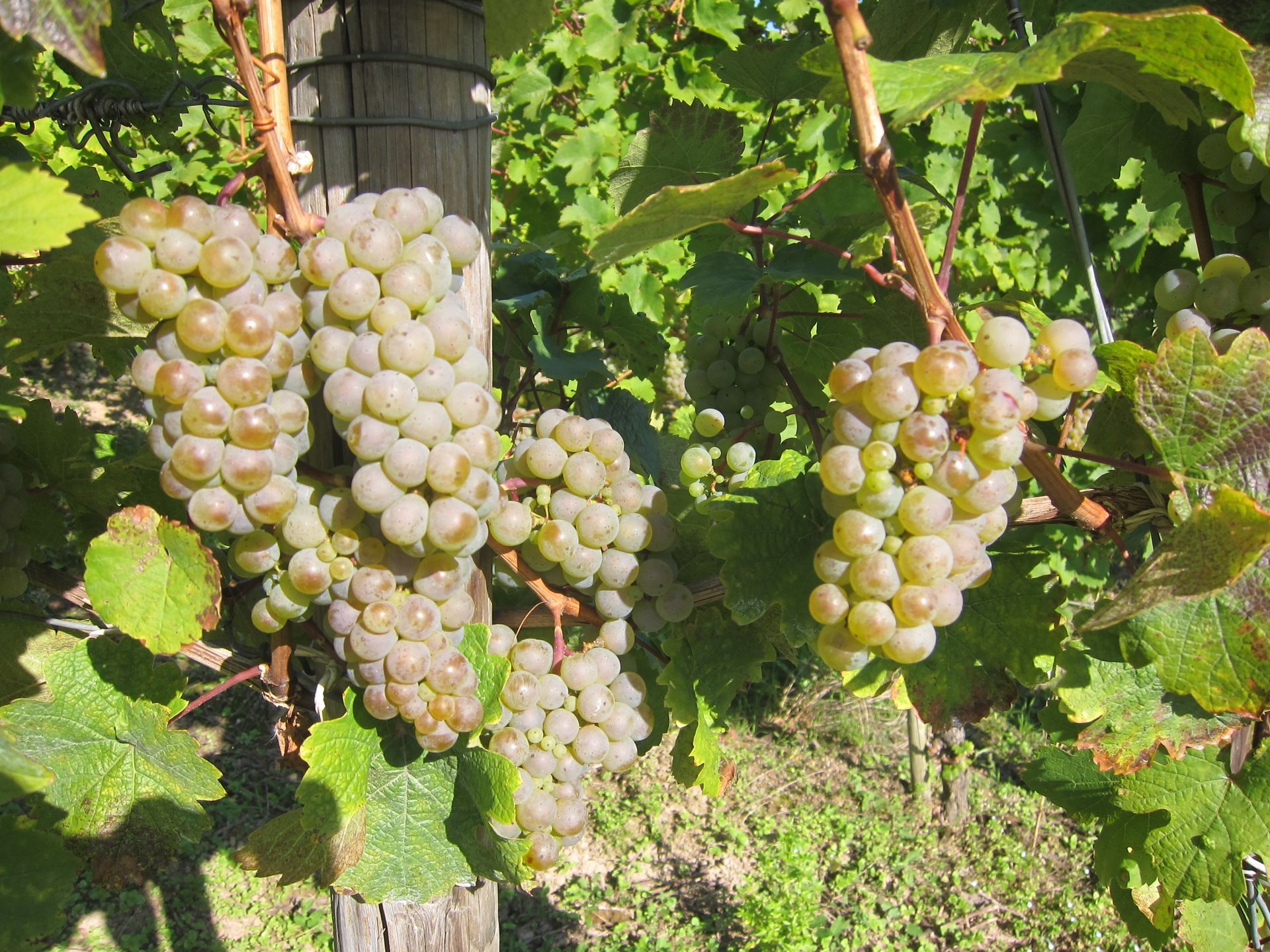 reife Rieslingtrauben 