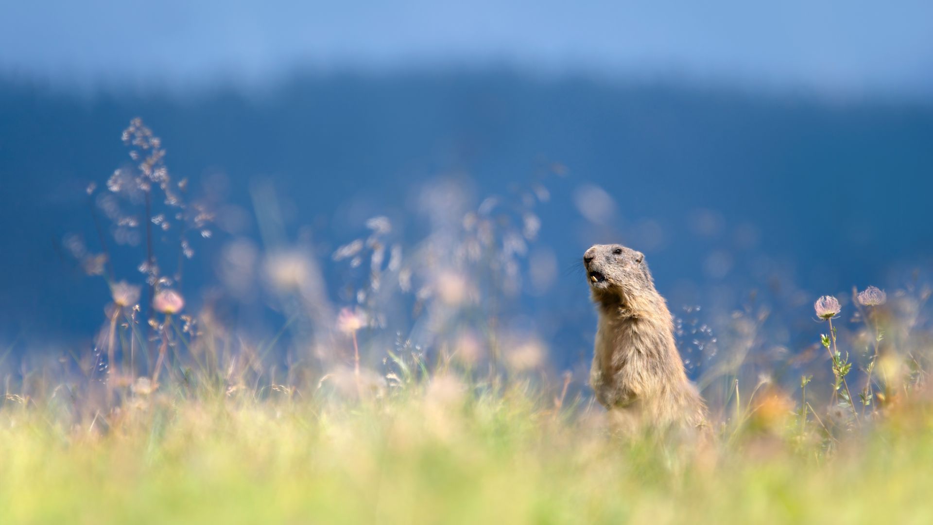 An Alpine Marmot Warning (Marmota Marmota)