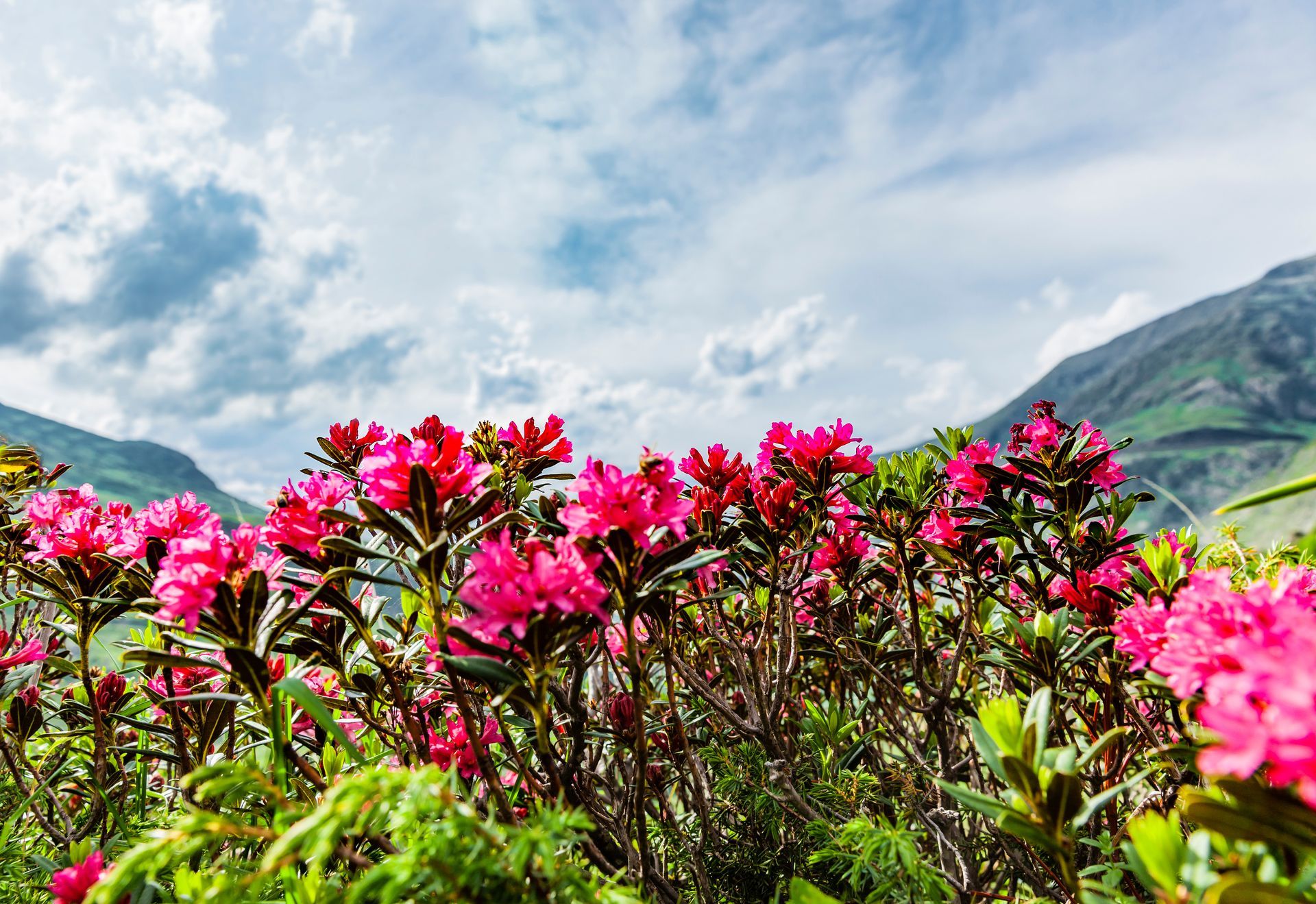 Alpenrosen in den bergen
