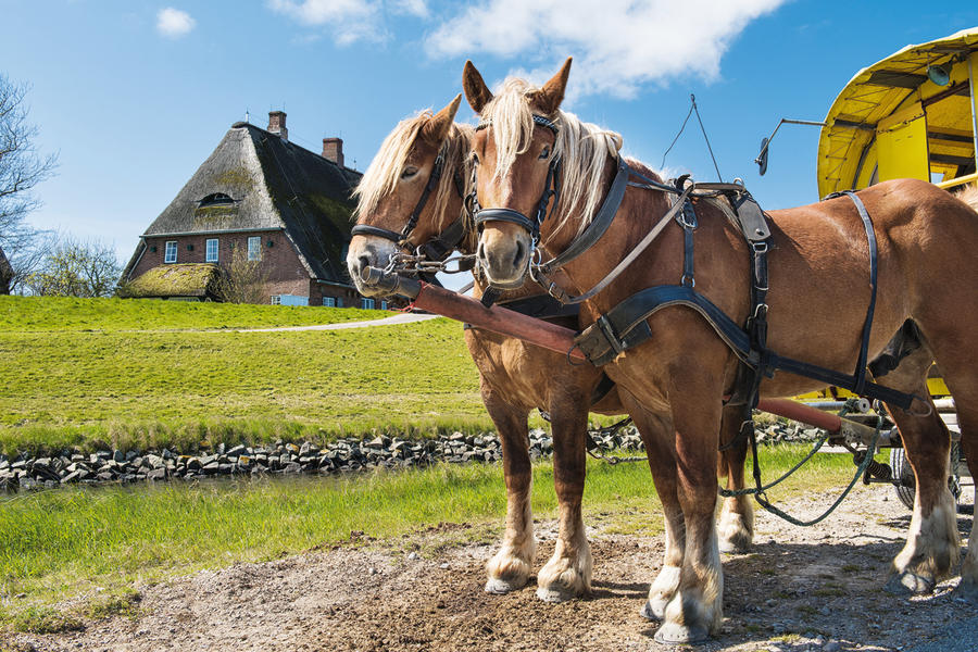 Bild zu Reise: Nordfriesische Inselwelt‍