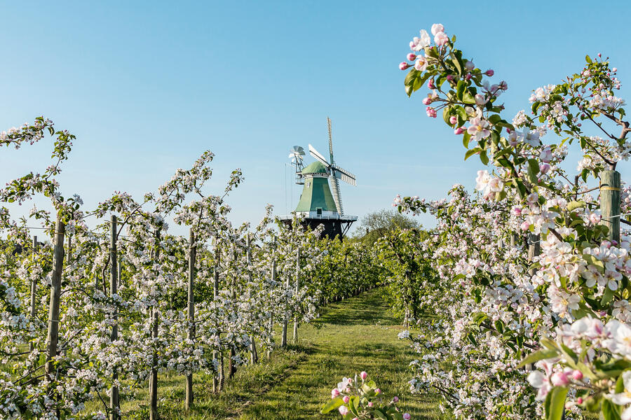 Bild zu Reise: Zur Kirschblüte ins Alte Land