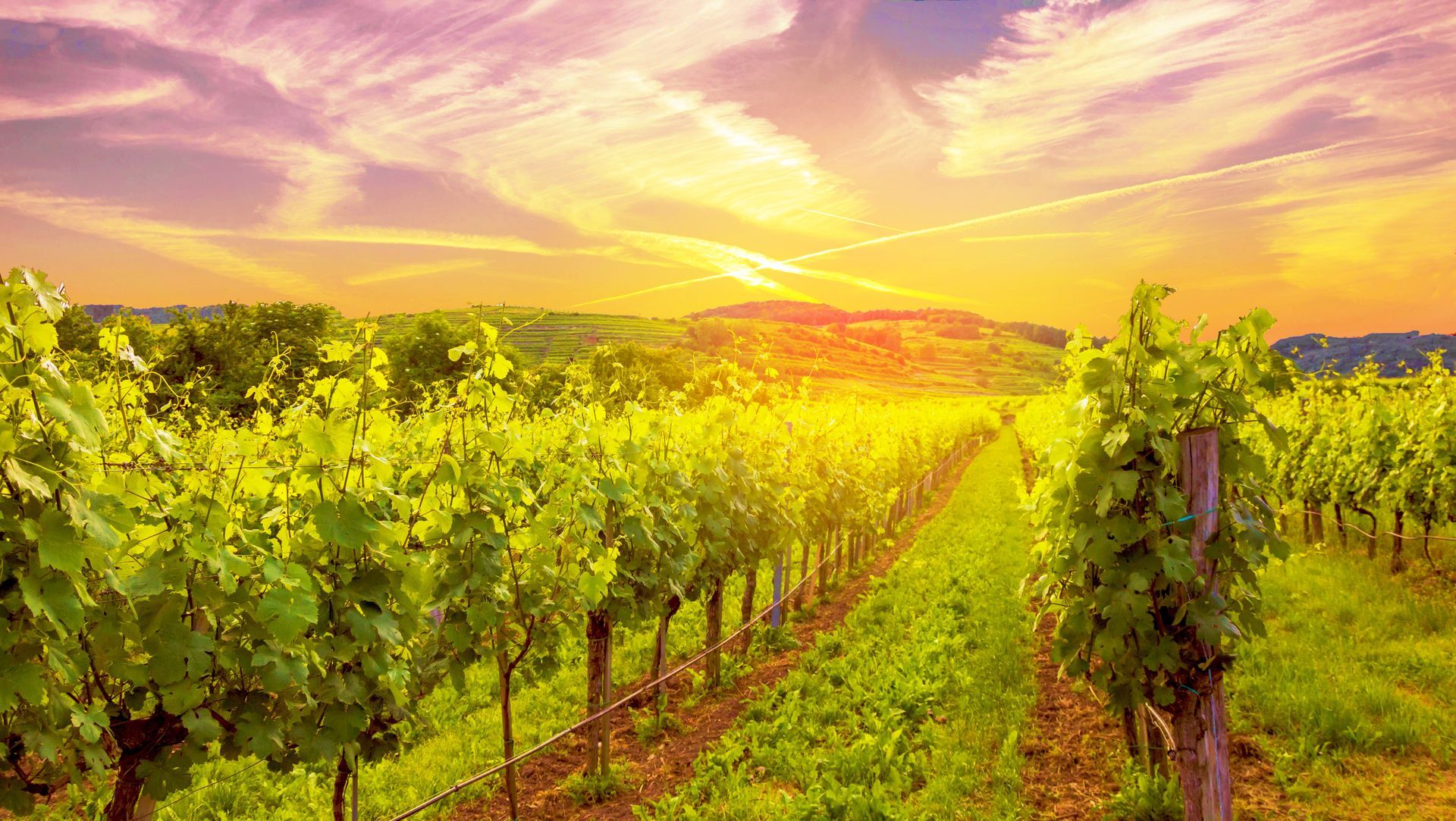 Weinstock, Herbstlich, Abend, Sonnenuntergang in Österreich - Wachau