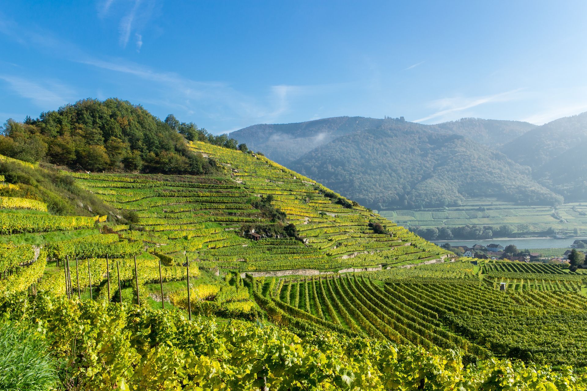 Weinterrassen in Spitz/Wachau