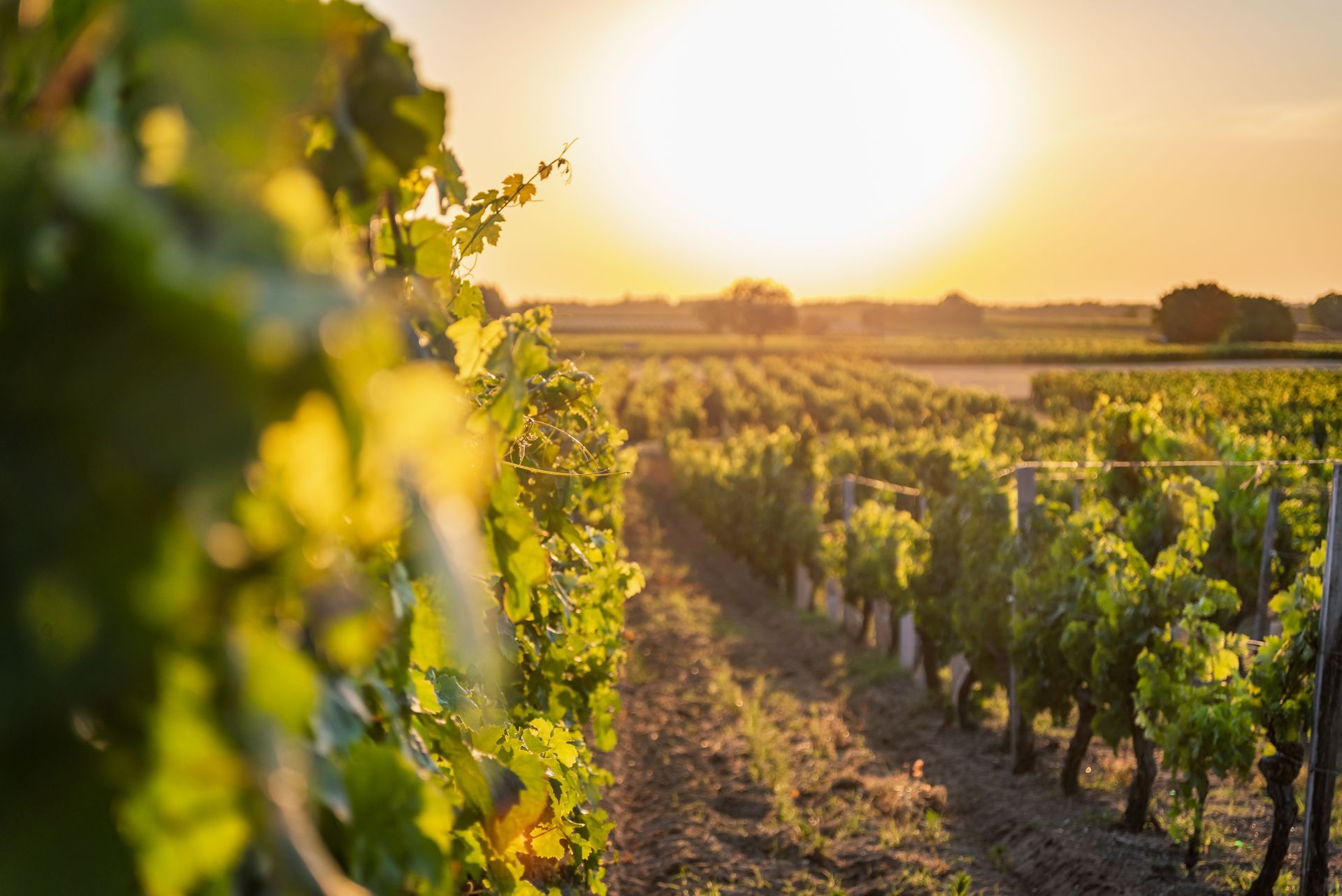 Beautiful view of a vineyard at sunset in Chinon village Loire Valley France