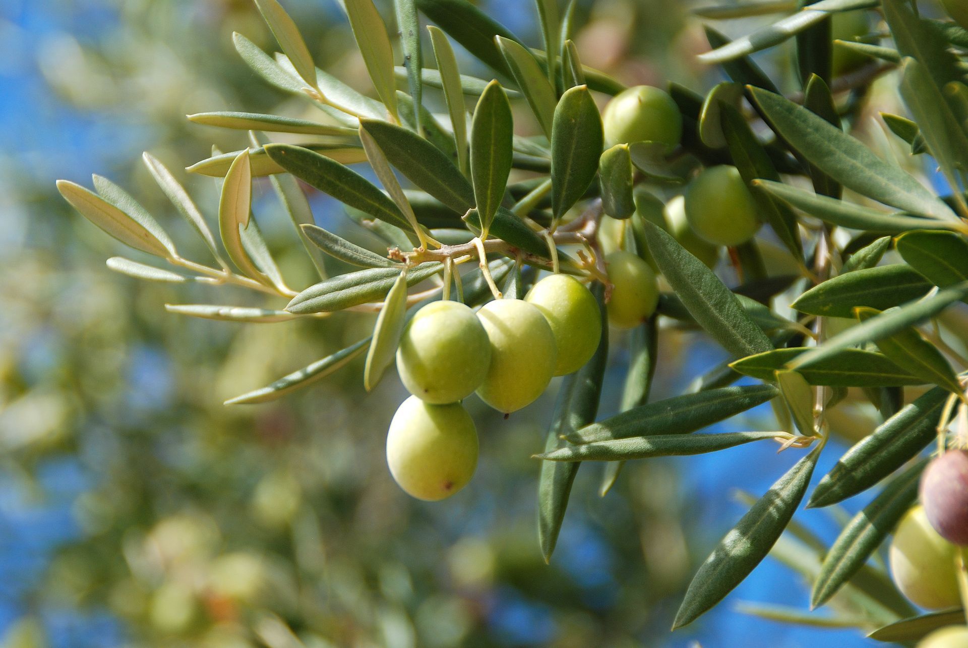 OLIVAR