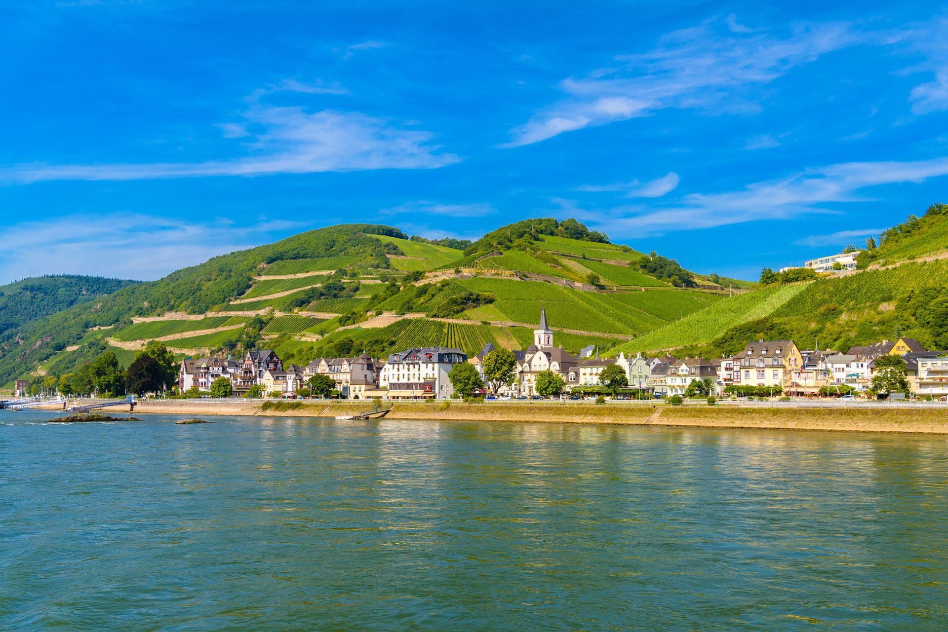 Vineyards and river in Ruedesheim Assmannshausen, Rudesheim am Rhein Rhine, Rheingau-Taunus-Kreis, Darmstadt, Hessen, Germany