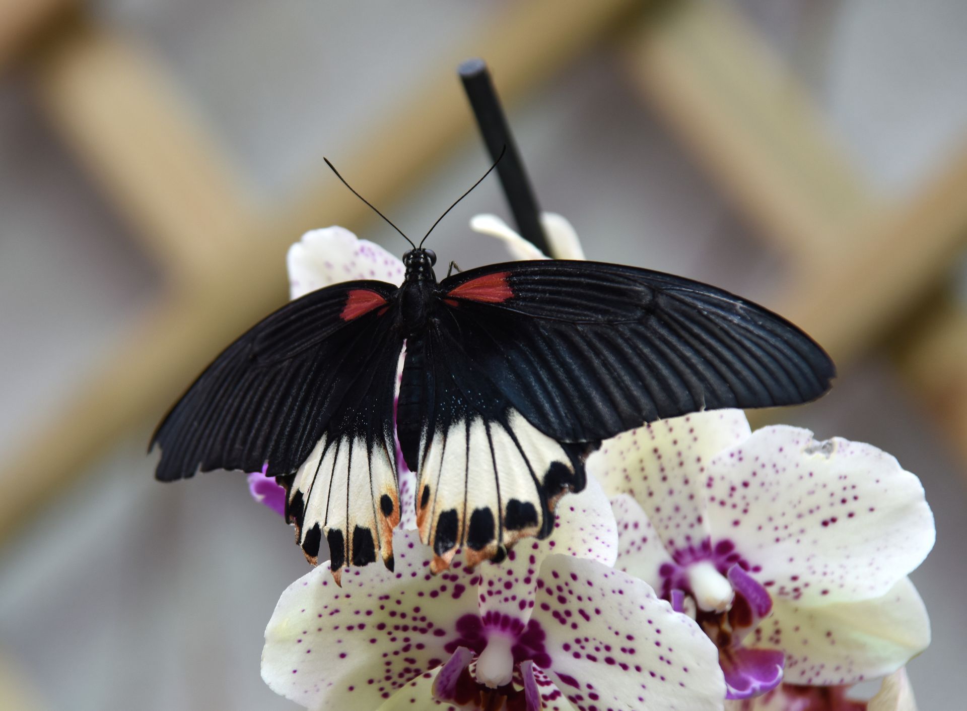 Biosphäre Potsdam, tropischer Schmetterling