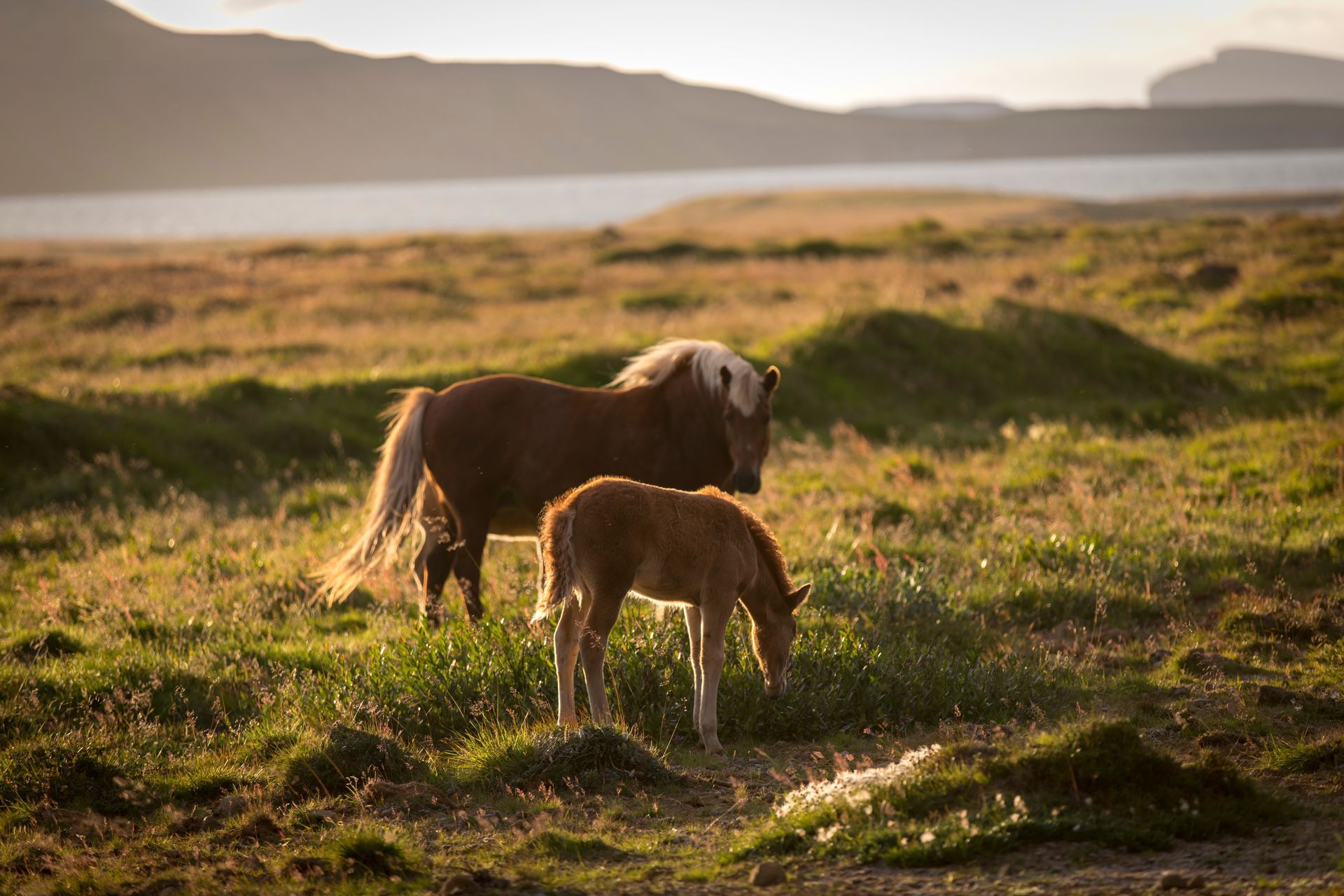 two Icelandic horses in sunset, iceland
