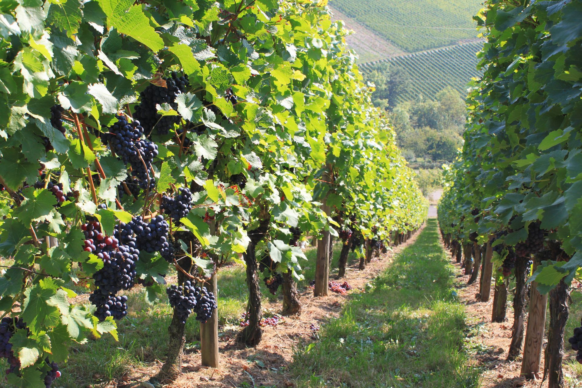 Weinreben