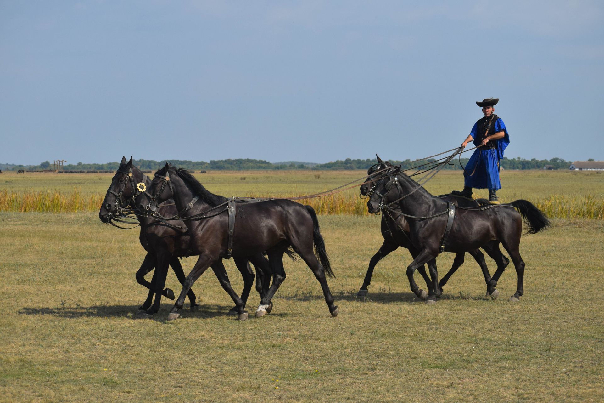 horse riding in the agriculture