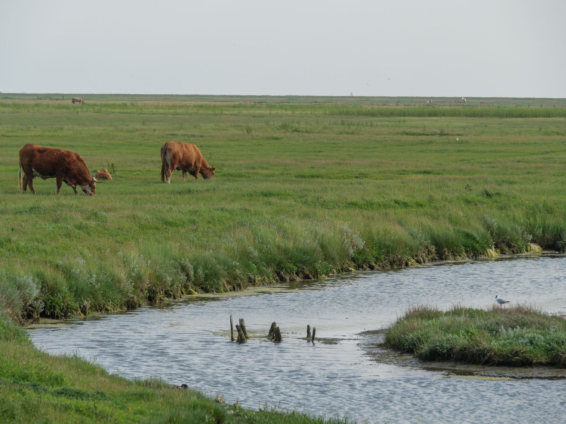 Hallig Hooge in der Nordsee