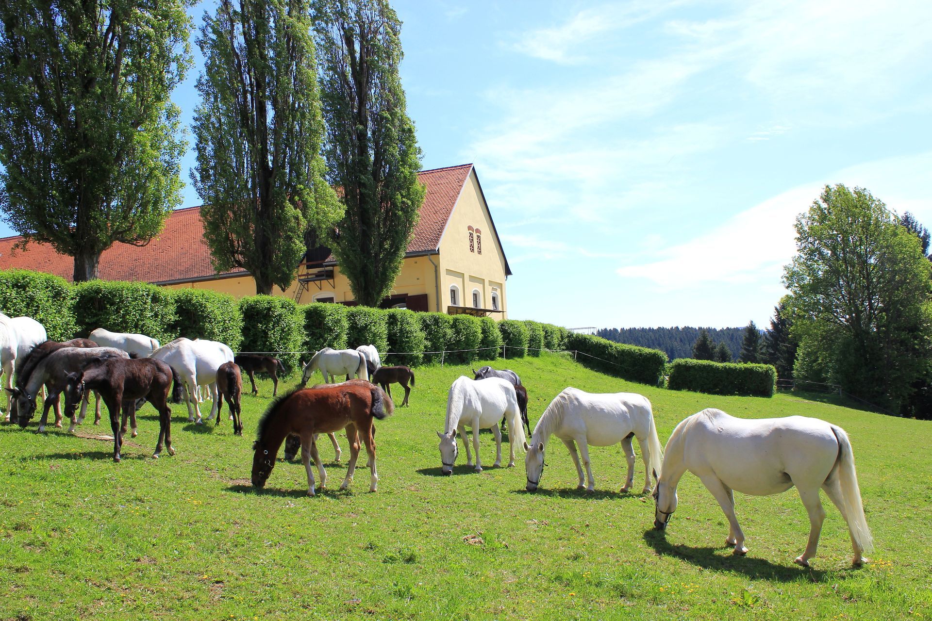 Lipizzaner: Stuten mit Fohlen auf einer Weide