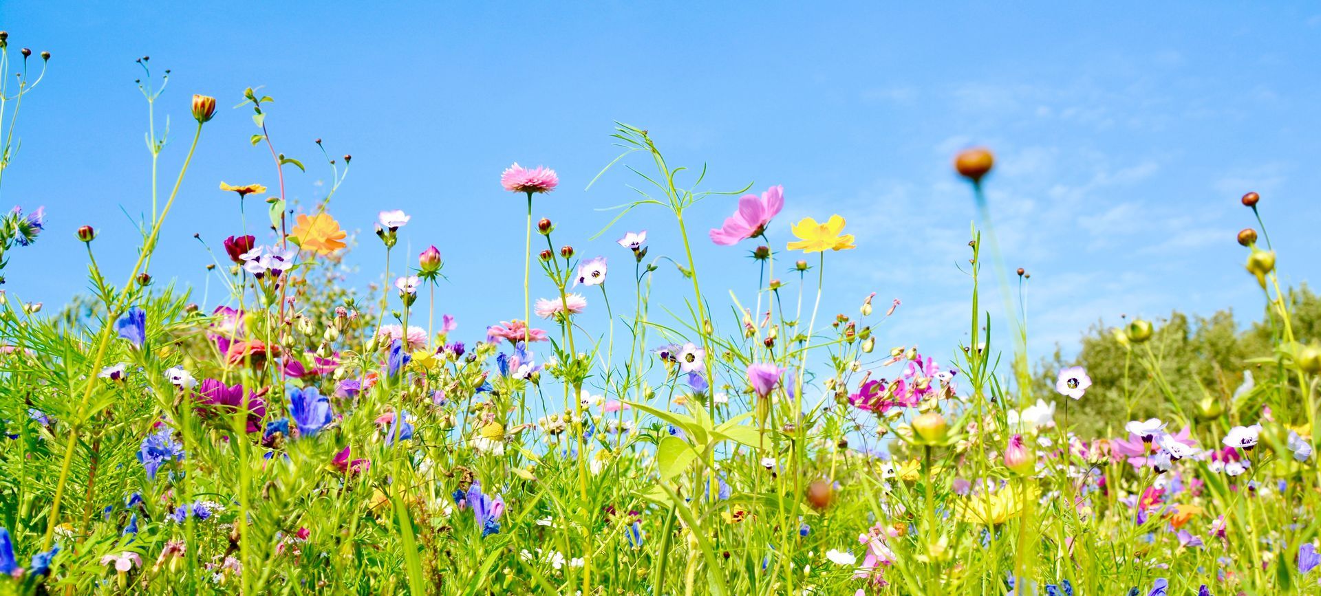 Blumenwiese - Hintergrund Panorama -  Wildblumen Wiese