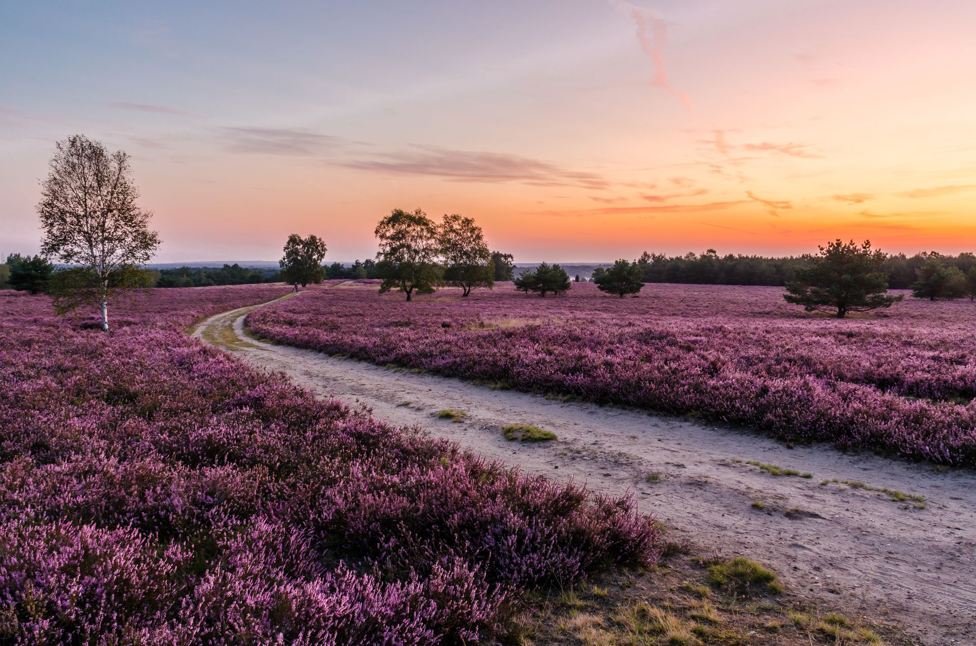 Morgendämmerung in der Lüneburger Heide