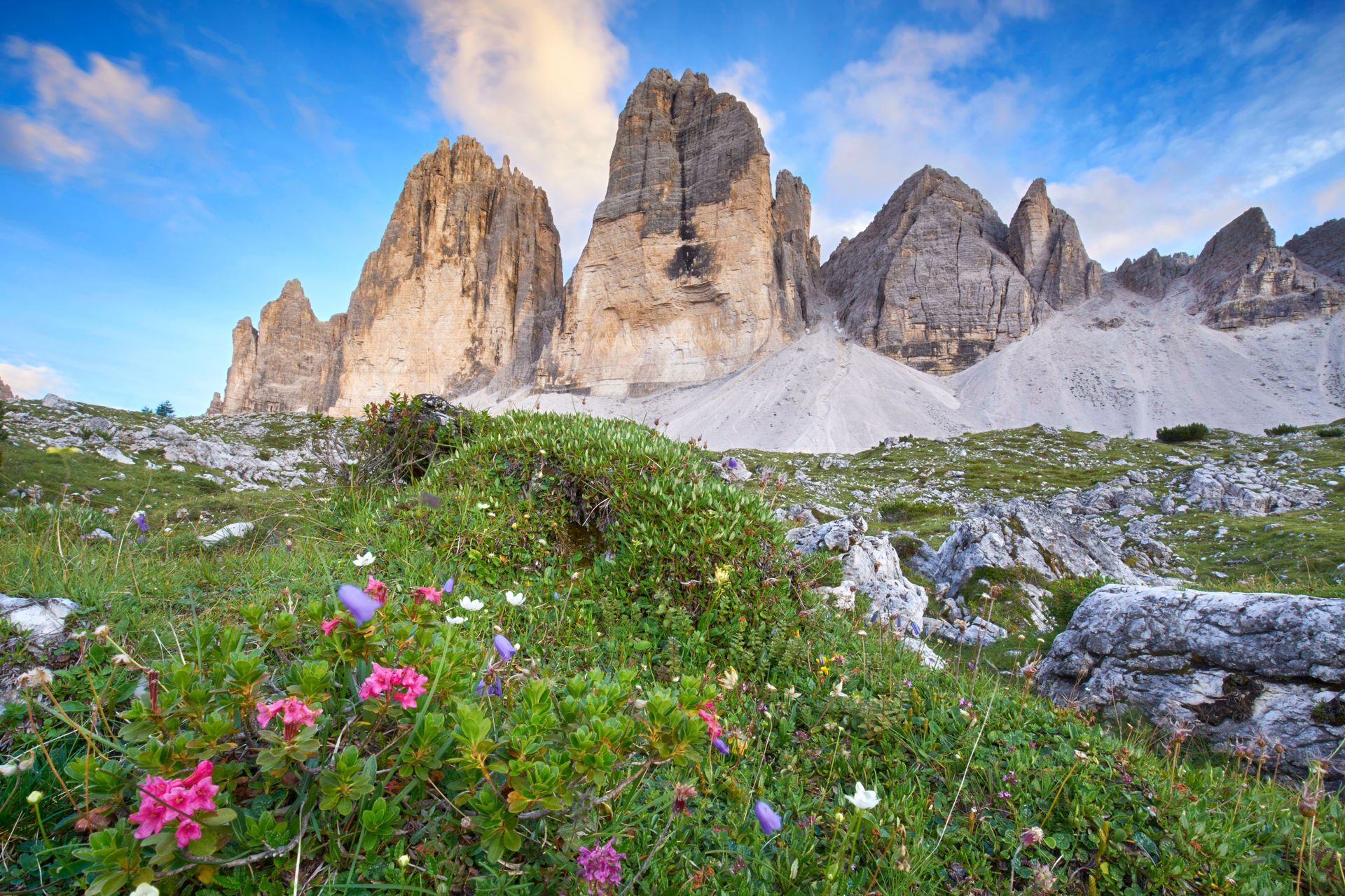 Wiese mit Blumen in den Dolomiten, drei Zinnen