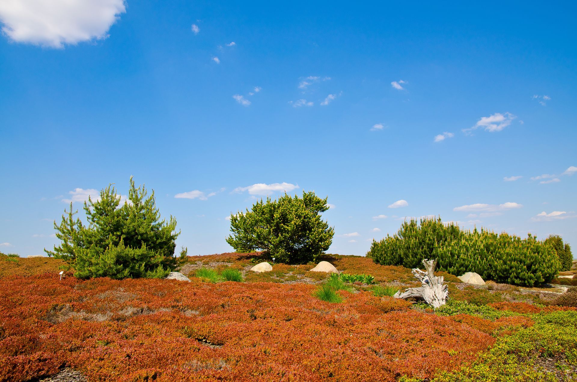 Steingartenpflanzen Findlingspark Nochten Lausitz