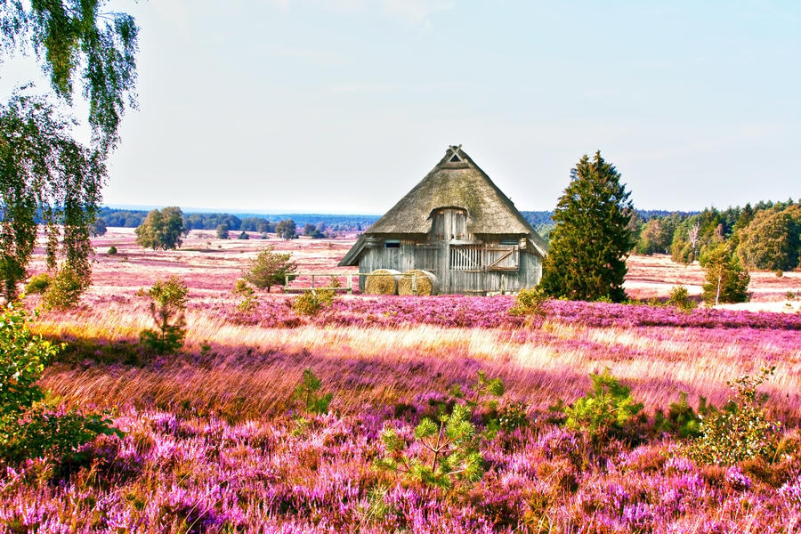 Bild zu Reise: Lüneburger Heide & Altes Land