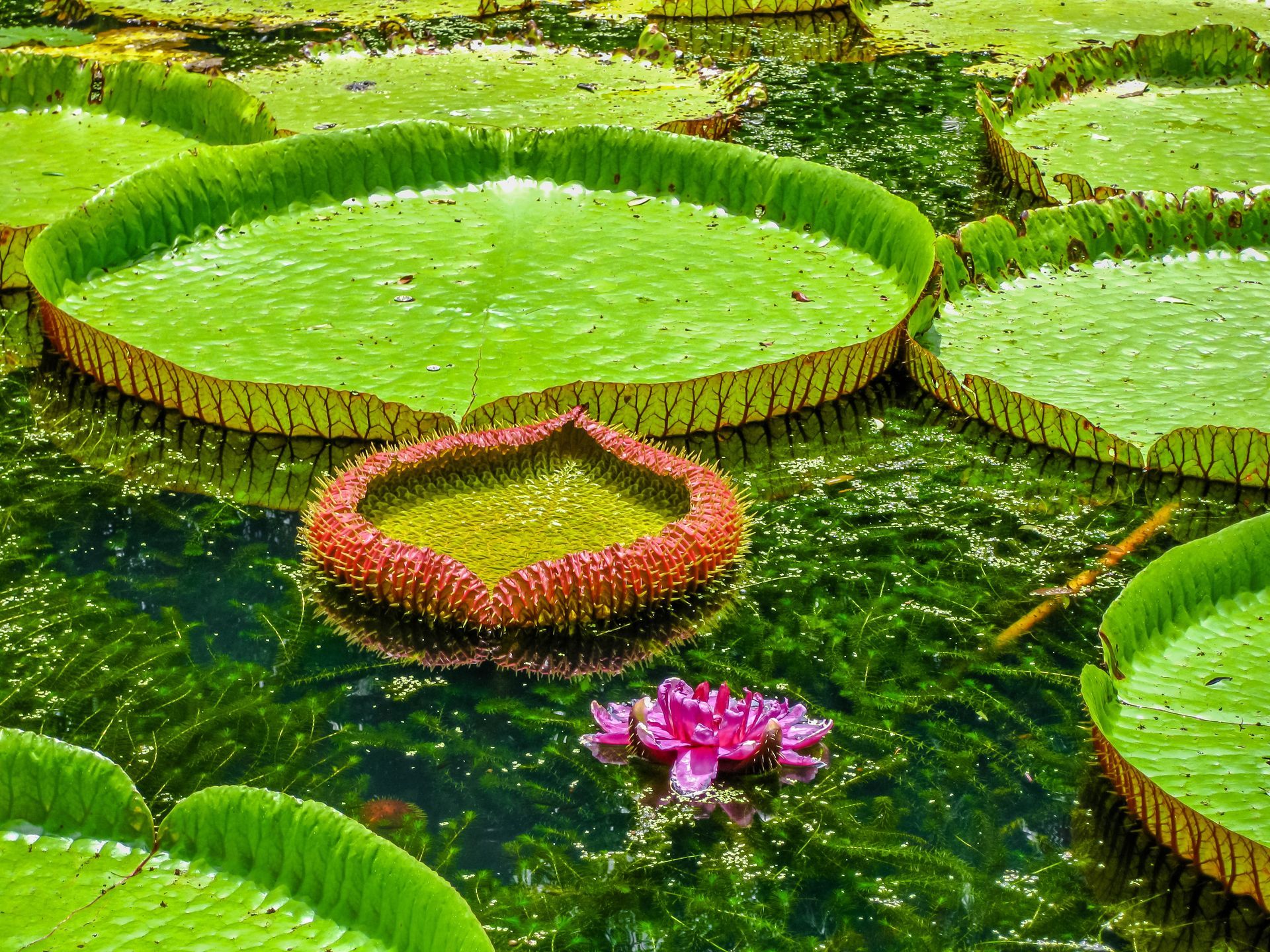 Botanical Garden Mauritius