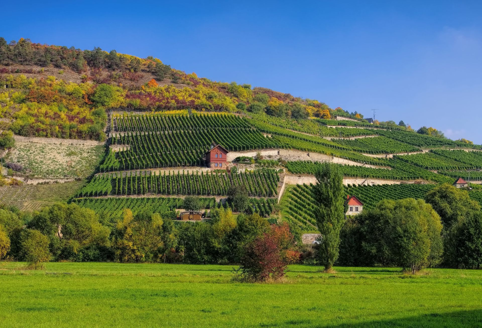 Saale Unstrut Weinberge - Saale Unstrut vineyards 06