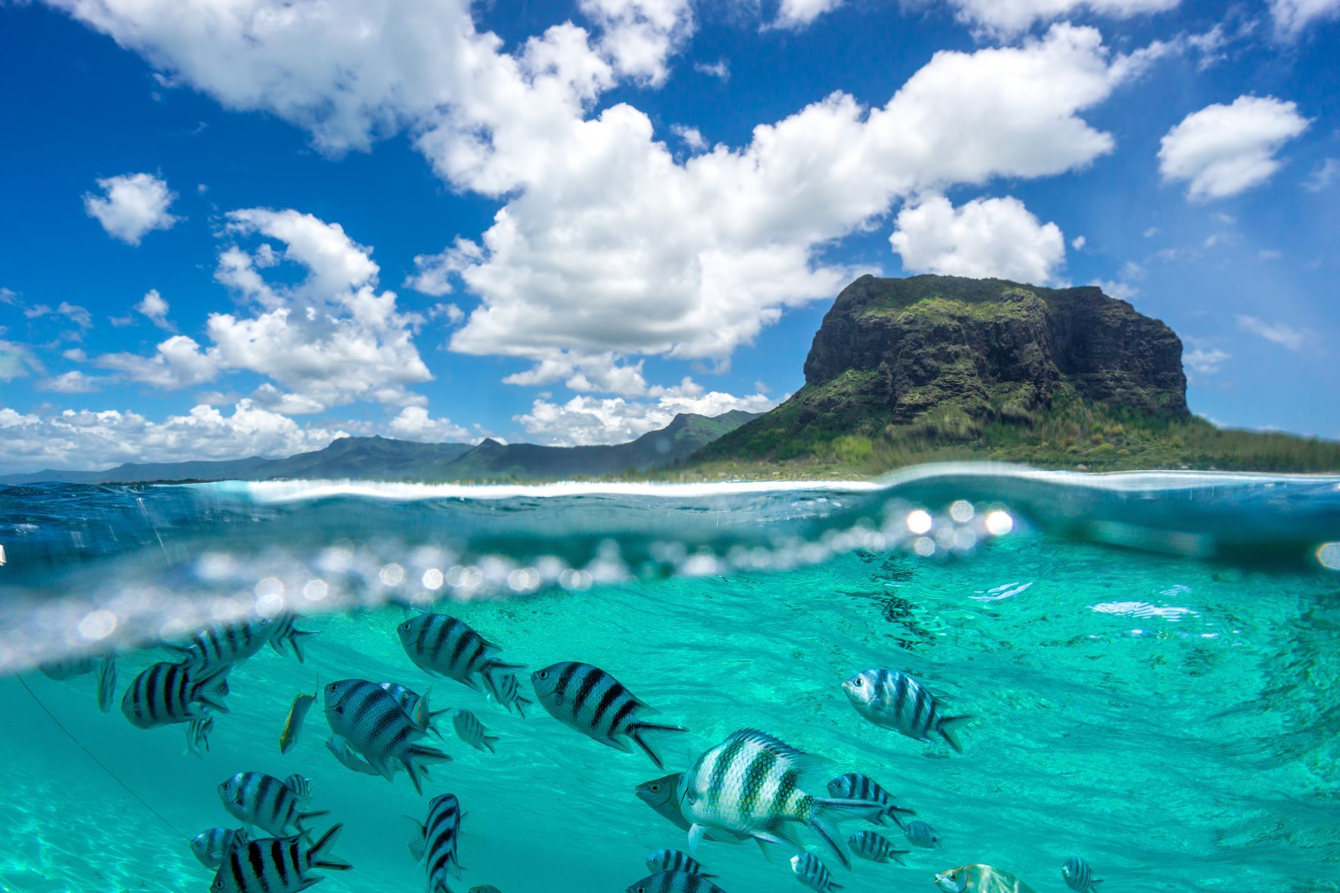 underwater life