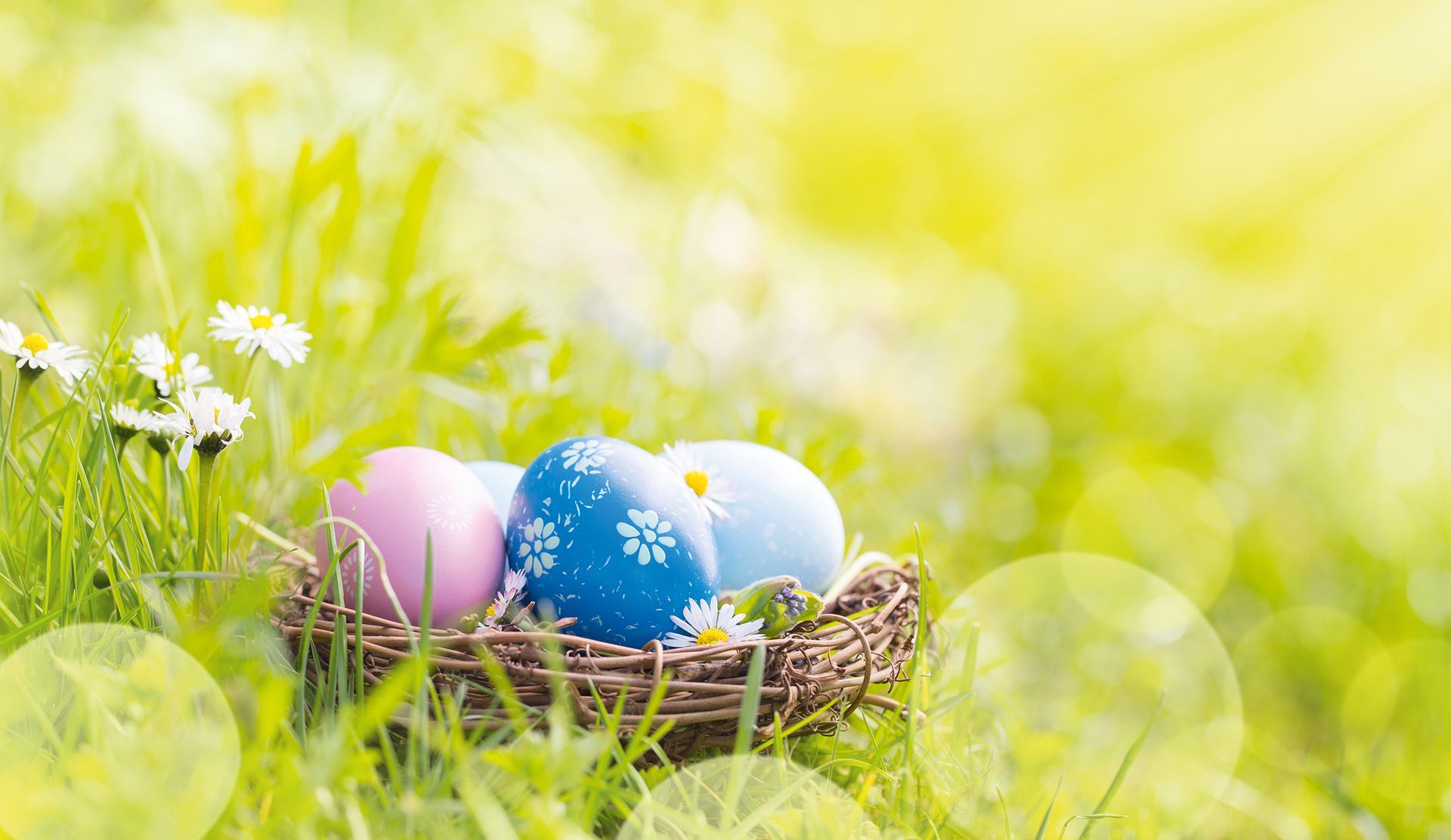 Nest with easter eggs in grass on a sunny spring day  -  Easter 