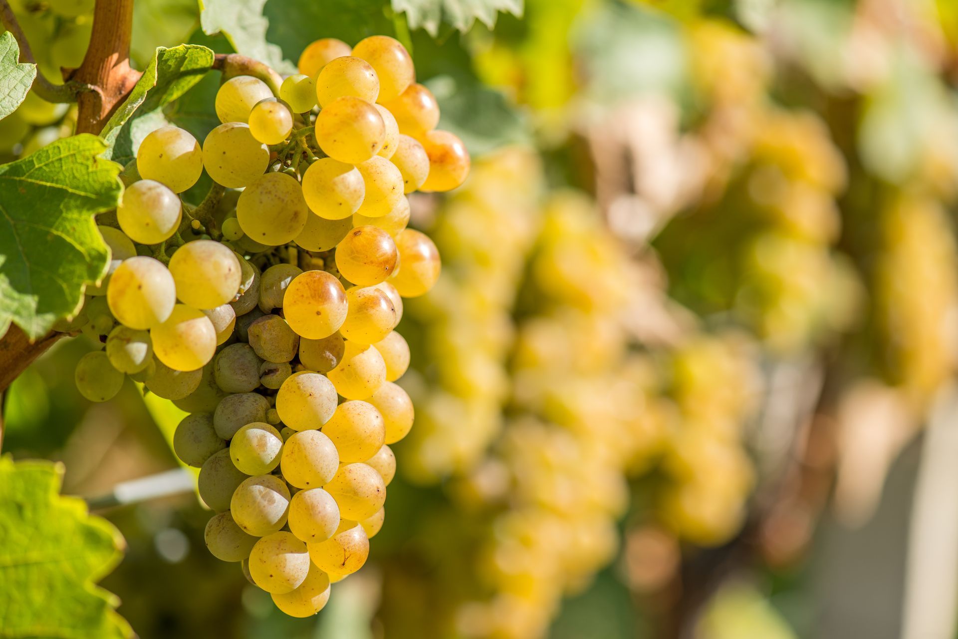 Gold Riesling grapes hang from the vine
