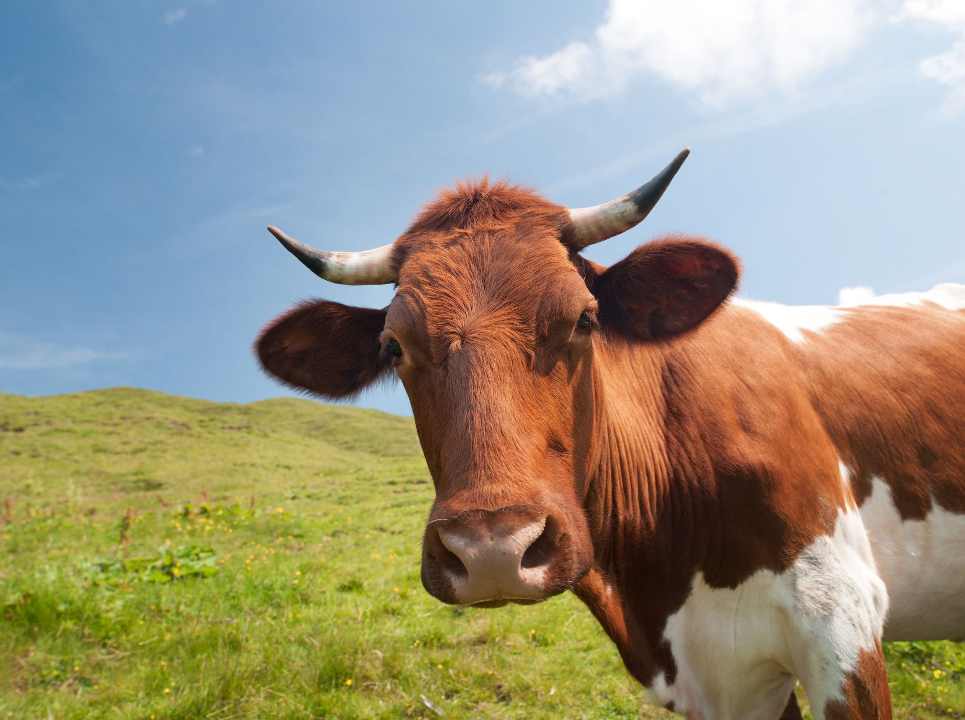 the cow