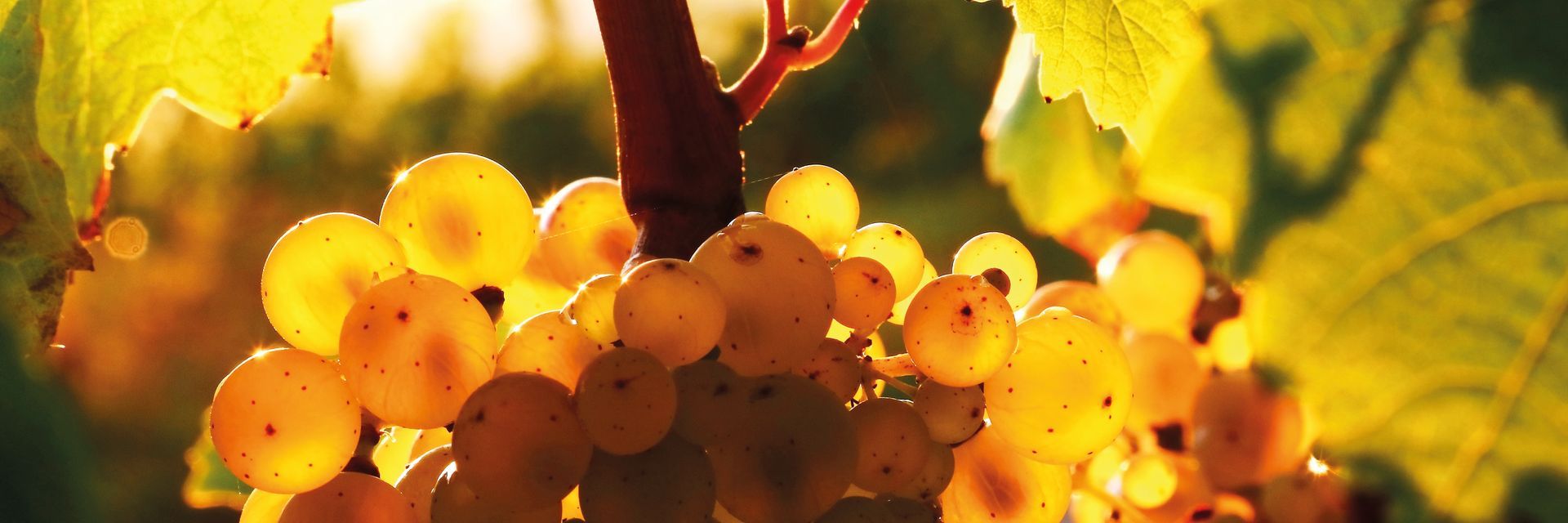 Weintraube Riesling